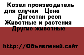 Козел производитель для случки › Цена ­ 450 - Дагестан респ. Животные и растения » Другие животные   
